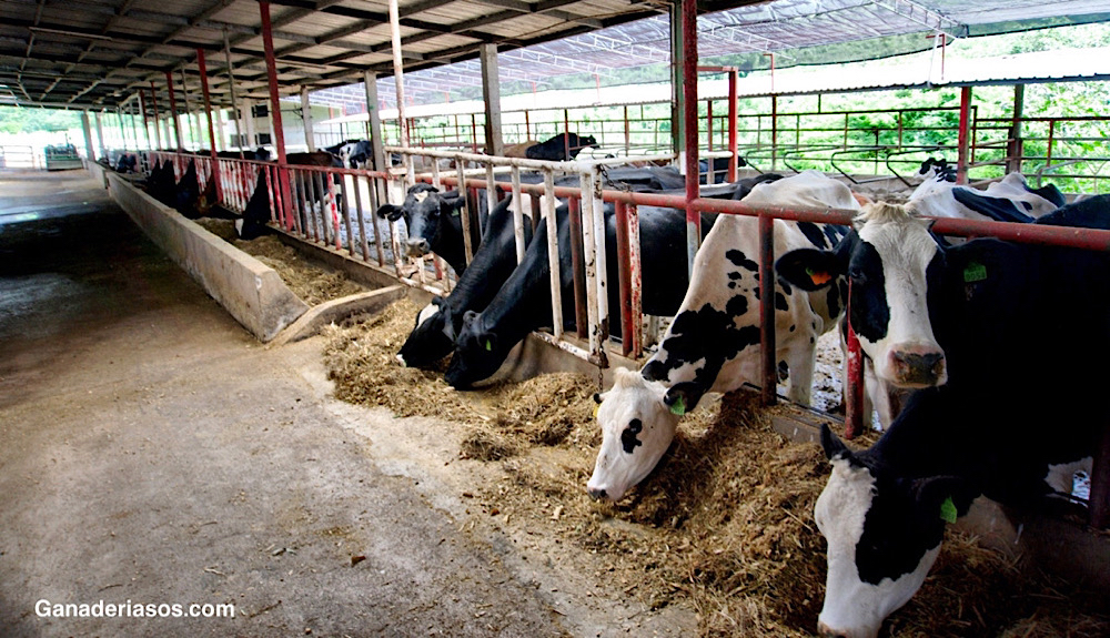 INFLUENCIA EN LA PRODUCCIÓN ANIMAL ACTUAL DE LAS CREENCIAS DE LOS CONSUMIDORES Y CIUDADANOS SOBRE EL BIENESTAR ANIMAL