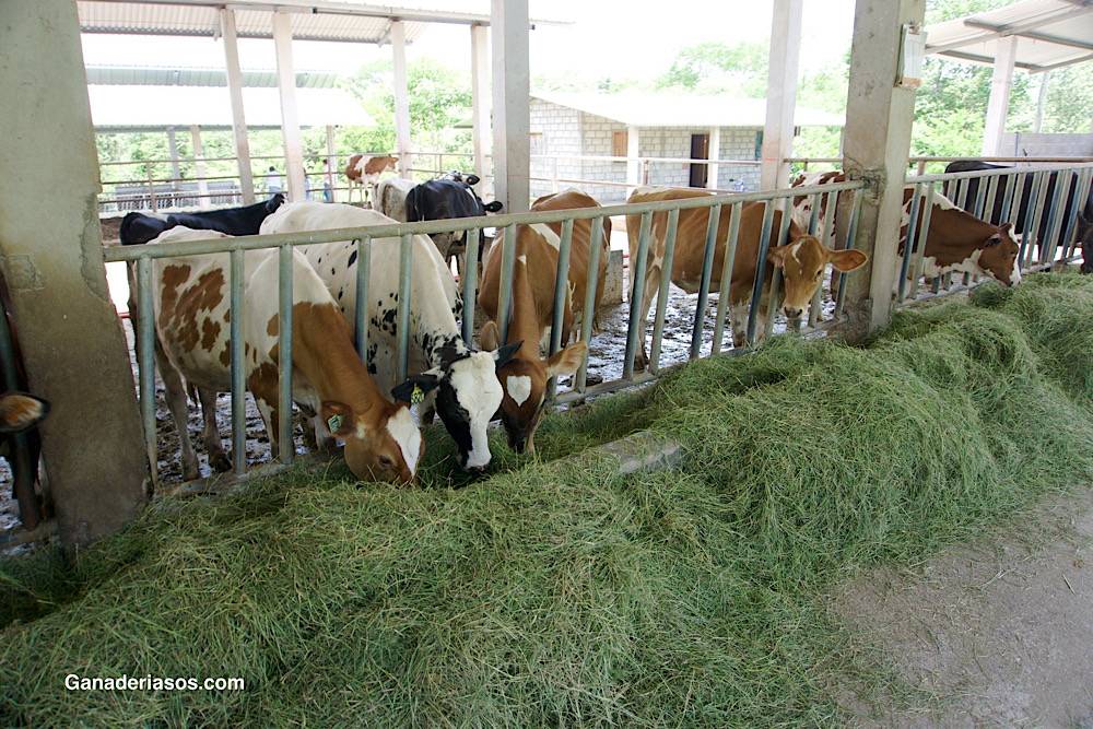 CONTROL EFICAZ DE PARÁSITOS EN EXPLOTACIONES DE VACAS DE LECHE