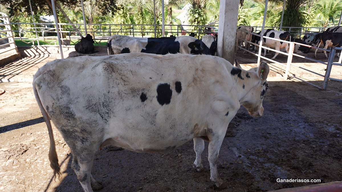 PREVALENCIA DE HIPOCALCEMIA SUBCLINICA EN EL PREPARTO Y EL POSPARTO EN VACAS LECHERAS HOLSTEIN