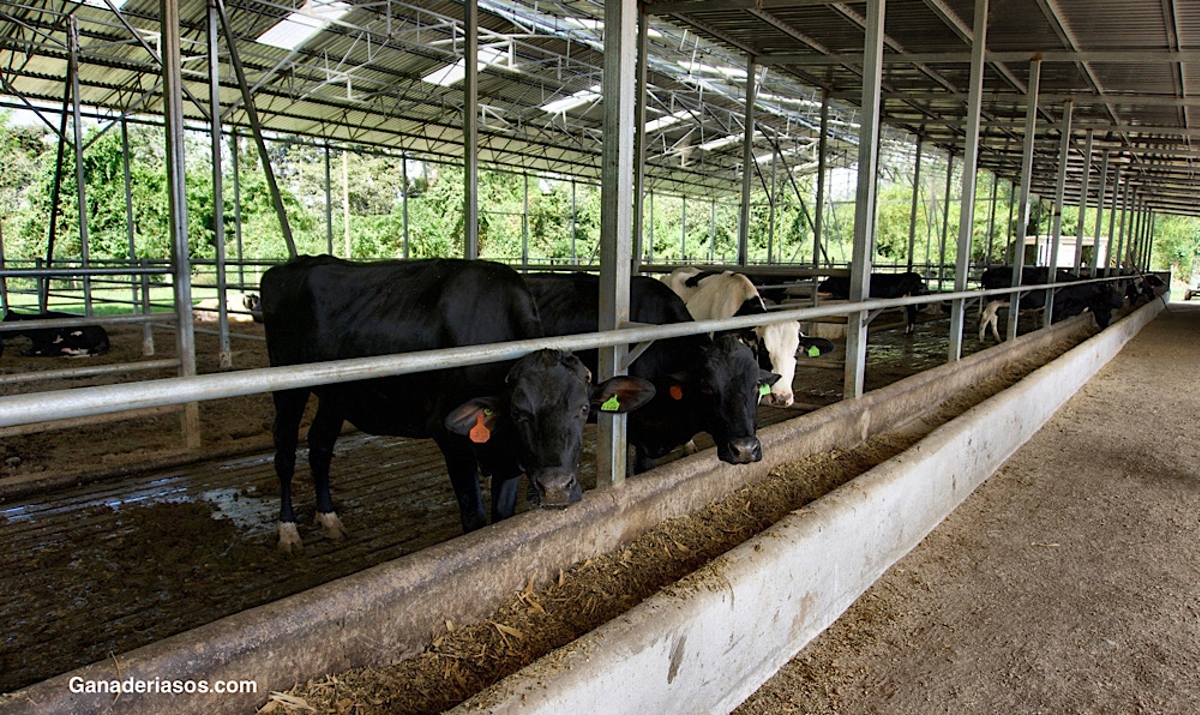 ESTABULACIÓN DE VACAS EN COMPOST