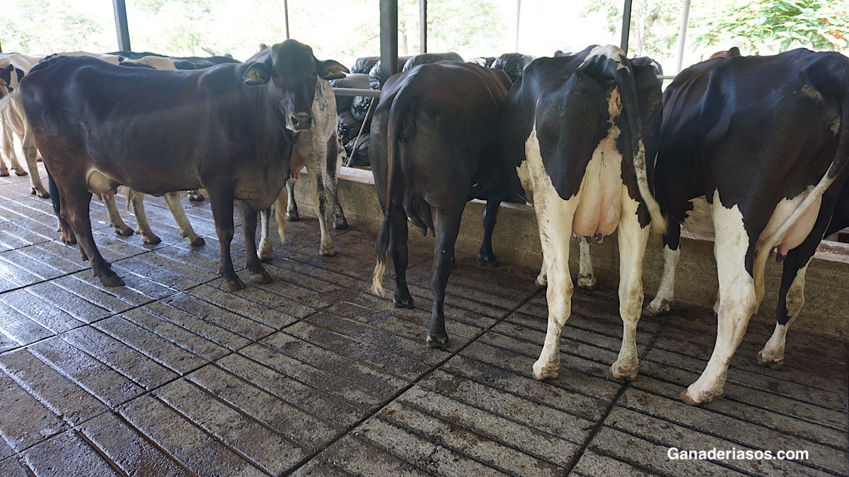 COMPARACIÓN DE DOS MÉTODOS AUTOMATIZADOS PARA ANÁLISIS DE LECHE BOVINA