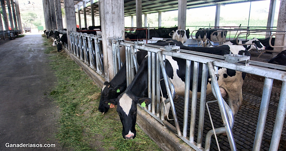 EL CORRAL DE ENFERMAS VACÍO: CÓMO HA UTILIZADO LA GENÉTICA PARA CASI ELIMINAR LOS TRATAMIENTOS CON ANTIBIÓTICOS