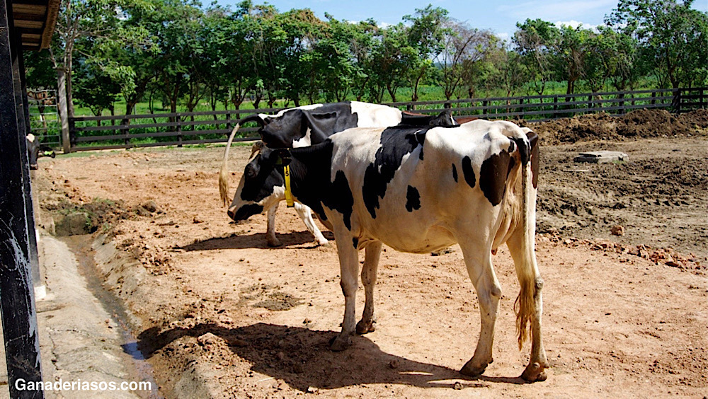 PARA EL CONTROL DE LA MASTITIS, COLABORAR CON LOS GANADEROS