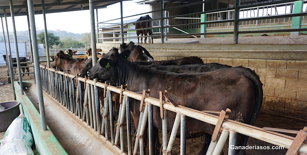 MANTÉNGASE EN EL “NEGRO”: CÓMO MANTENER UNA CRUZA DE CARNE POR LECHE CALIDAD PREMIUM