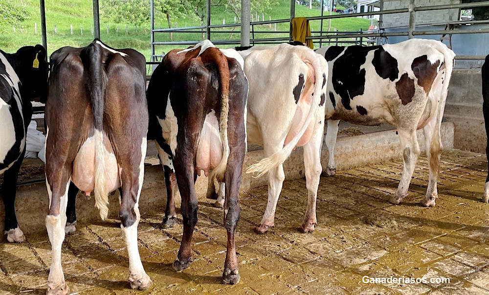 ¿CÓMO LA LECHE A2 ESTÁ EMERGIENDO EN TODO EL MUNDO?