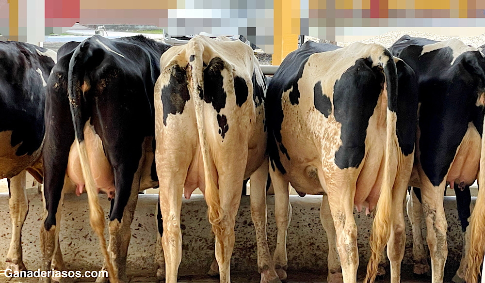 EL CONTROL LECHERO, ALGO MÁS QUE LITROS DE LECHE Y CÉLULAS SOMÁTICAS