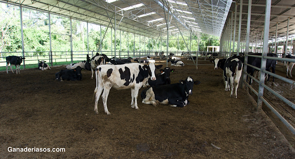 PORCENTAJE DE CONCEPCIÓN AL PRIMER SERVICIO EN VACAS HOLSTEIN TRATADAS CON HORMONA BOVINA DEL CRECIMIENTO EN LA INSEMINACIÓN