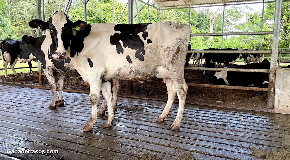 GLÁNDULA MAMARIA, EN LA PRODUCCIÓN DE LECHE