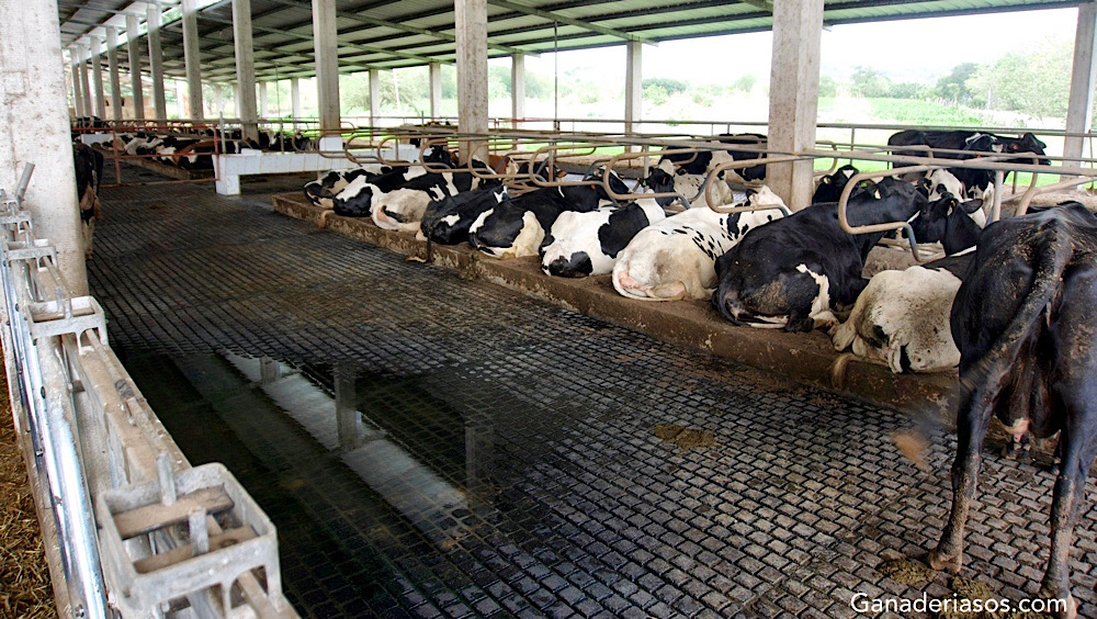 PRUEBAS EN LA GRANJA Y TRATAMIENTO SELECTIVO DE LA MASTITIS CLÍNICA