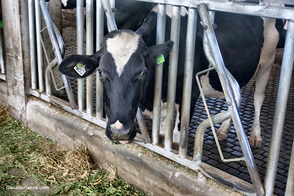 UTILIZACIÓN DE CO-PRODUCTOS PROTEICOS EN RACIONES DE VACAS LECHERAS