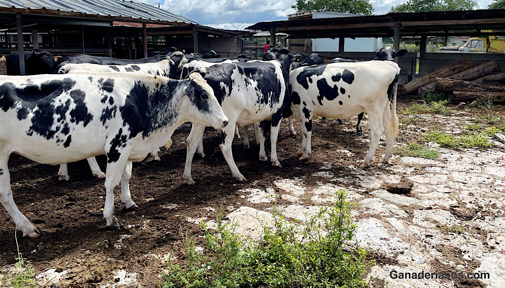 HACIENDO SENTIDO DE LAS ALTAS MORTALIDADES EN BECERRAS DE REEMPLAZO EN RANCHOS LECHEROS COMERCIALES