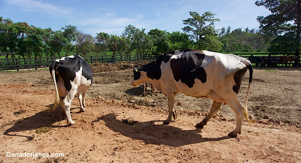 PREVENCIÓN DE GESTACIONES GEMELARES EN VACAS LECHERAS