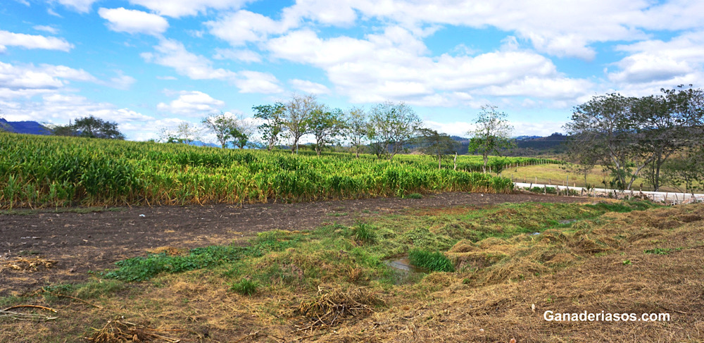 AGRICULTURA DE PRECISIÓN: SU APLICACIÓN PARA LA FERTILIZACIÓN DURANTE LA SIEMBRA