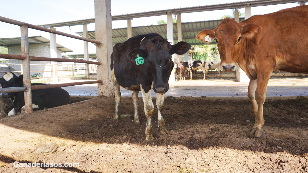 COMPARACIÓN DE LA FORMULACIÓN SIMPLE Y AVANZADA DE LA RACIÓN DE VACUNO DE LECHE