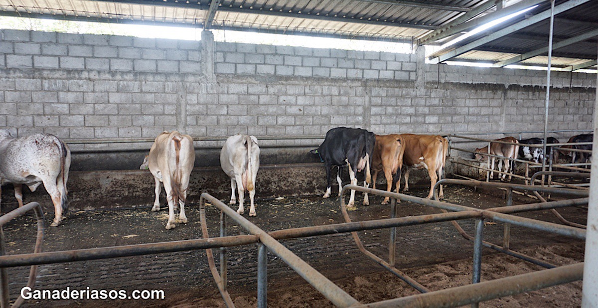 CLAVES PARA EL MANEJO DE LAS VACAS SECAS EN LAS GANADERÍAS DE VACUNO DE LECHE