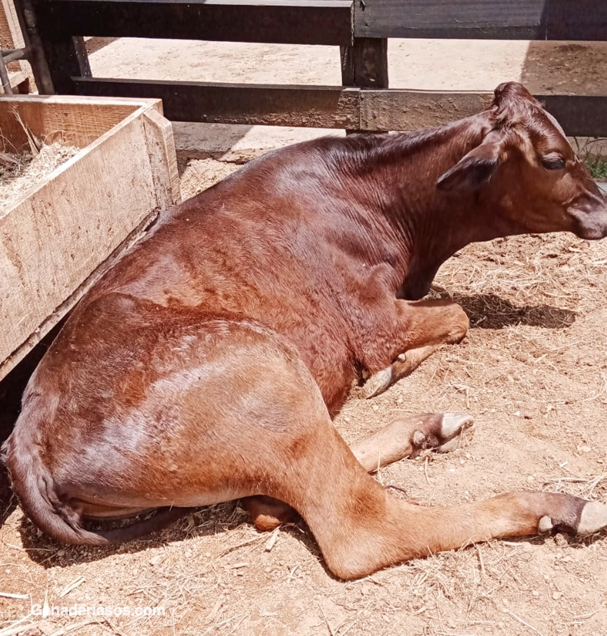 PICADURA DE VÍBORA DE SEOANE EN VACUNO LECHERO. DESCRIPCIÓN DE DOS CASOS CLÍNICOS