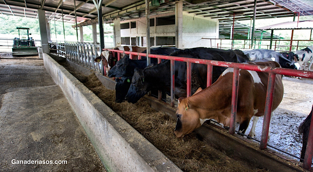 TERAPIA CON FLUIDOS PARA VACAS ADULTAS