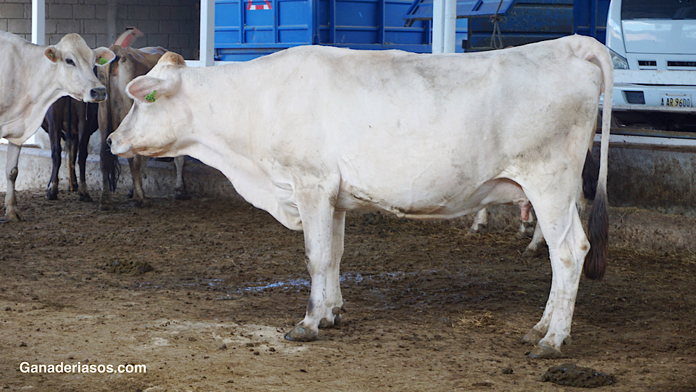 MASTITIS BOVINA Y CALIDAD DE LA LECHE, UN DESAFÍO PARA LA SALUD HUMANA