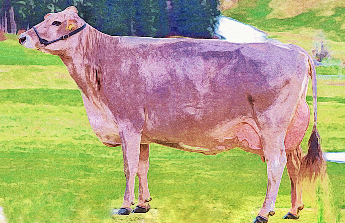 BROWN SWISS: UN NOMBRE DE MARCA ÚNICO PARA LA RAZA