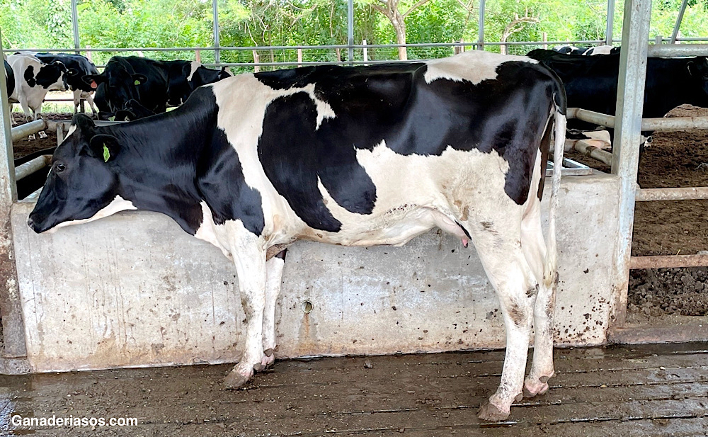 GRASA Y PROTEÍNA DE LA LECHE DE VACA: COMPONENTES, SÍNTESIS Y MODIFICACIÓN