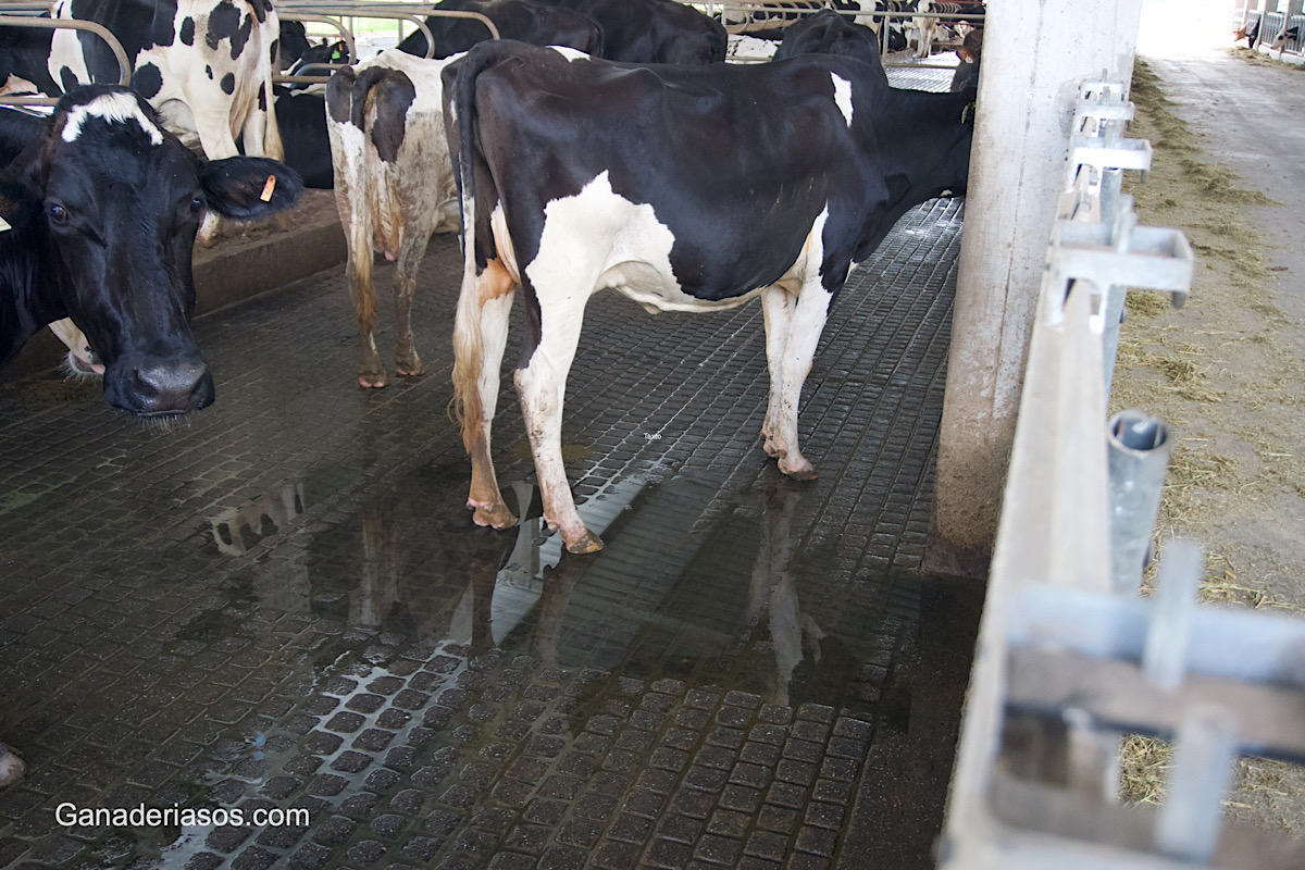 MANEJO DE LESIONES Y ENFERMEDADES EN VACAS LECHERAS RECIÉN PARIDA – PARTE 2